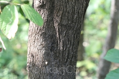 Bauhinia foveolata
